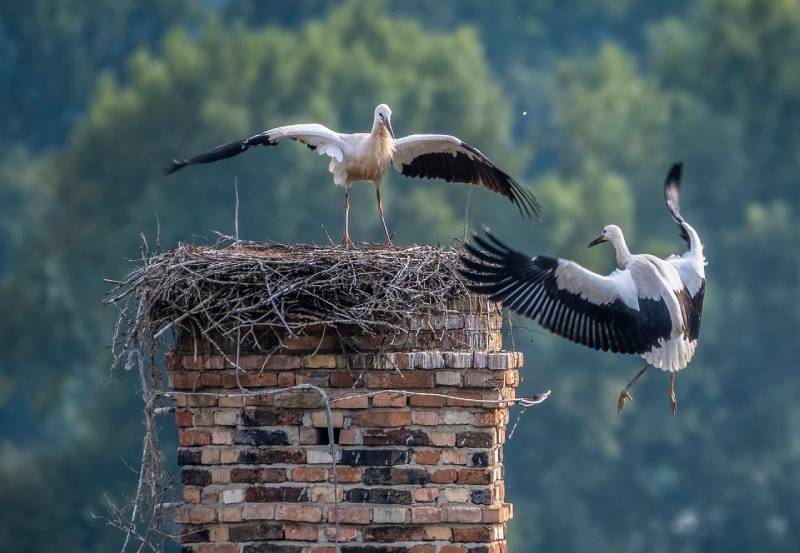 Professional Chimney Animal Removal Services in Van Alstyne, Texas