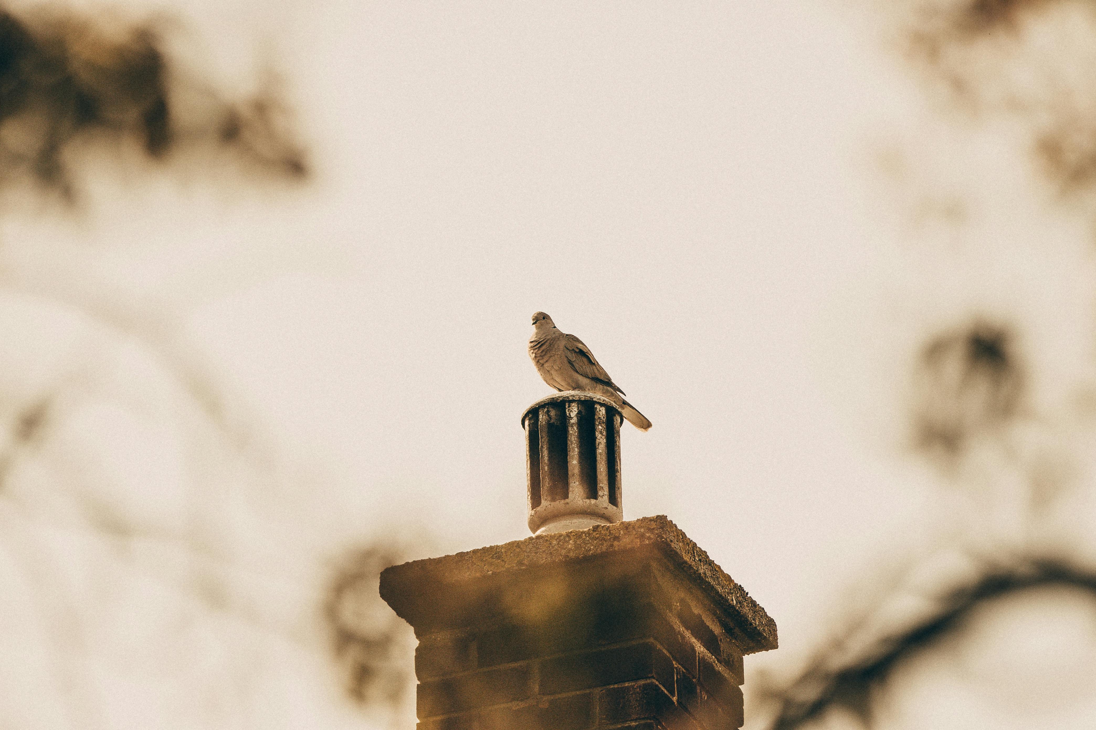 Professional Chimney Cap Installation Services in Van Alstyne, TX Expert Chimney Cap Installation in Van Alstyne, Texas